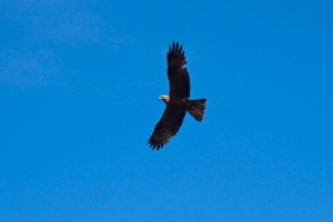 Riberos Del Almonte Special Protection Area (SPA) for Birds