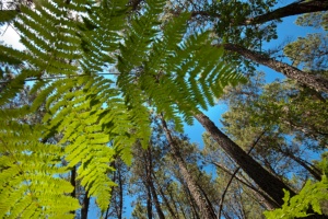 ZEPA Río Y Pinares Del Tiétar