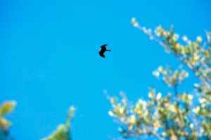 Sierra De Gata Y Valle De Las Pilas Special Protection Area (SPA) for Birds