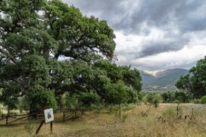 B_Alcornoque_Fresneda_3