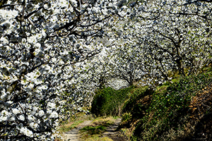 Cherry Blossom Festival